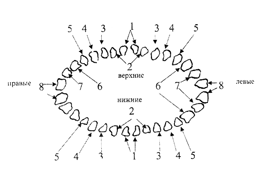 Как Считать Зубы По Номерам Фото